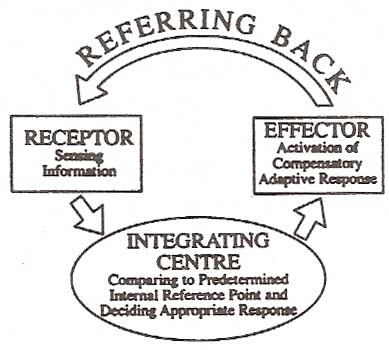 Referring Back diagram